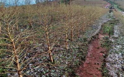Emater-MG inicia levantamento de lavouras atingidas por granizo