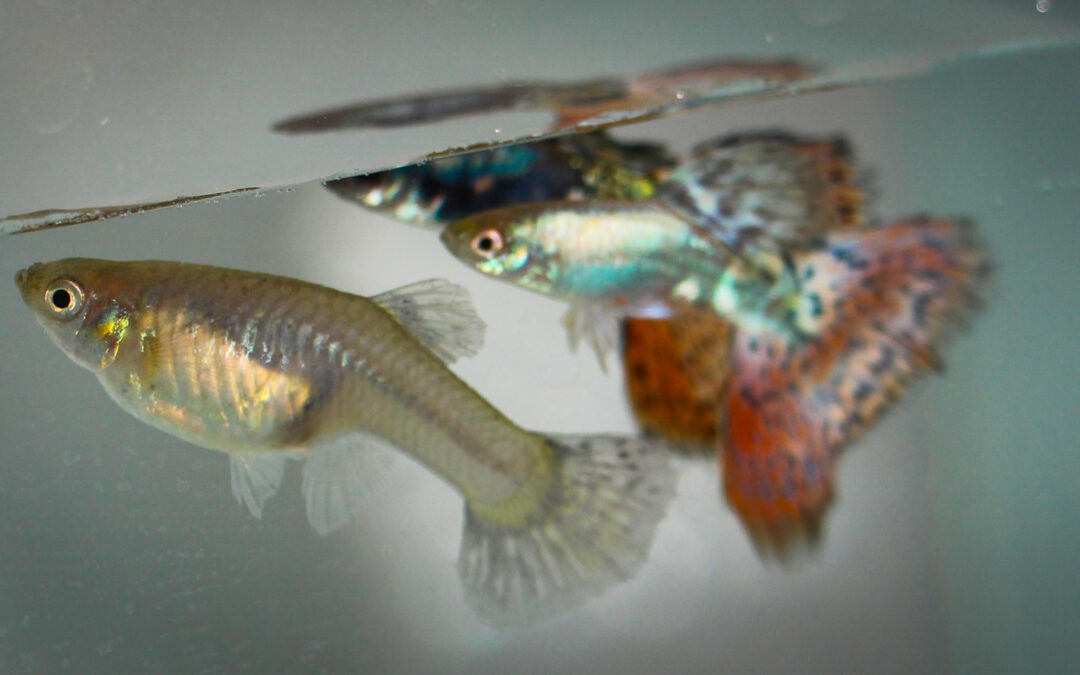 Epamig lança Informe Agropecuário sobre peixes ornamentais