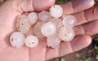 Cafeeiros sofrem com o clima; Procafé alerta sobre abandono da atividade em MG