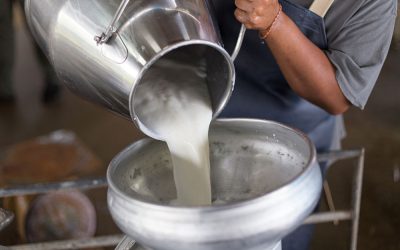 2022: Ano foi de grandes impactos na cadeia leiteira segundo Embrapa