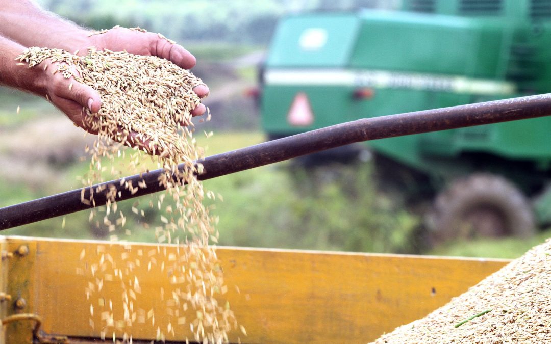 Arroz: preço começa ceder após altas históricas