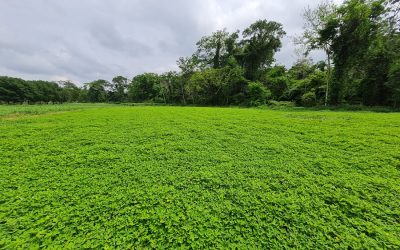 Embrapa destaca nova cultivar de amendoim forrageiro com alto teor de proteína