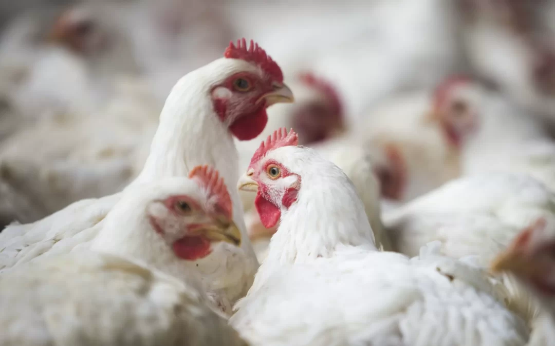 Brasil deve atingir novo recorde nas exportações de frango em 2022