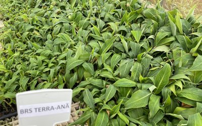 Nova cultivar de banana-da-terra reúne alta produtividade e qualidade