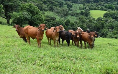 Vacinação contra a febre aftosa começa em Minas