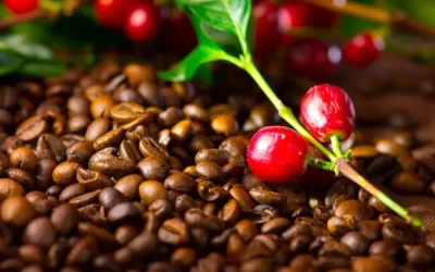 Café arábica fecha outubro com saca abaixo de R$1.000