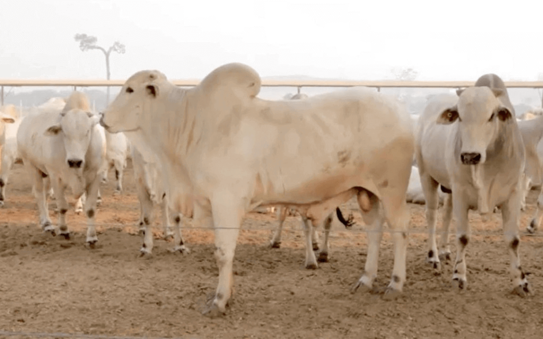 Scot consultoria destaca queda nos preços da arroba do boi gordo