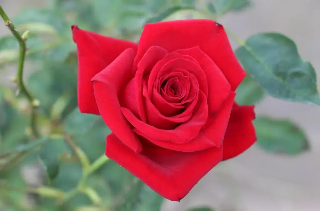 EPAMIG apresenta tecnologias em Barbacena no Inova Campo