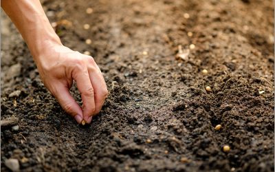 Estudo indica calagem para o perfil do solo e propõe novo método de cálculo