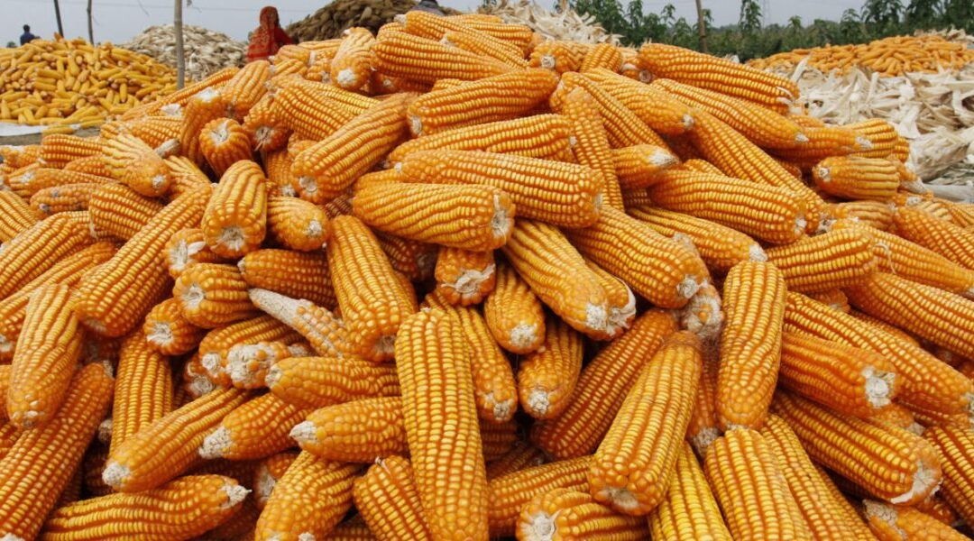 Milho: Vendedores priorizam vendas nos portos, aponta Cepea