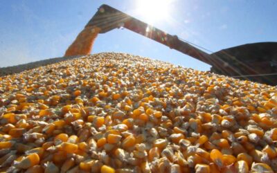 O impacto da China comprar milho brasileiro no mercado