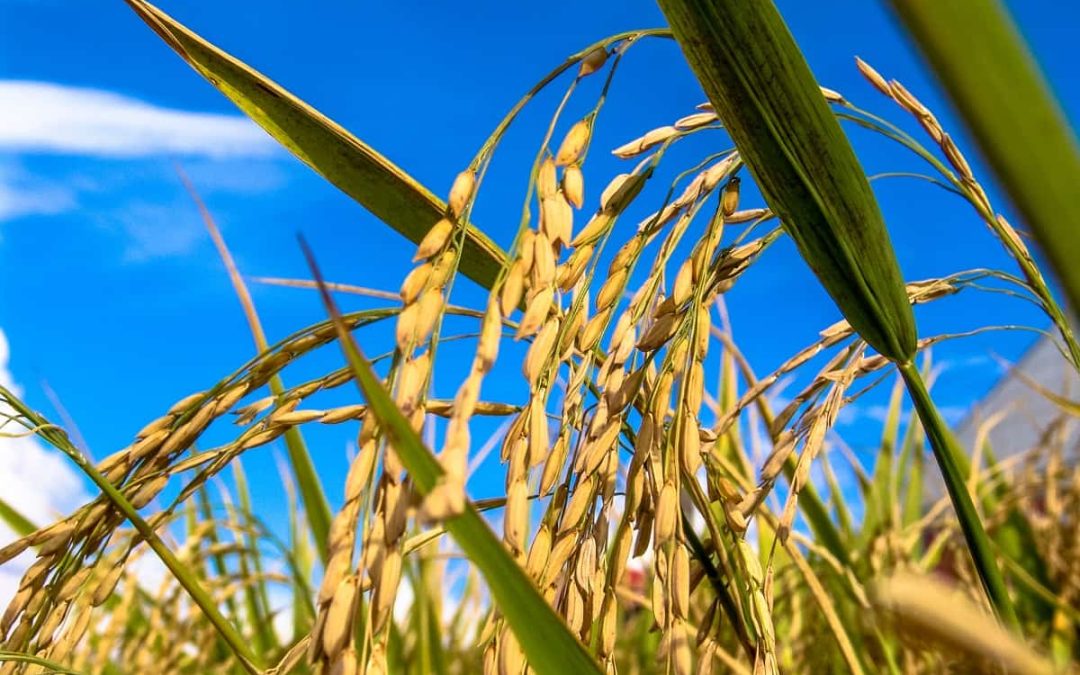 Embrapa no Maranhão lança nova cultivar de arroz