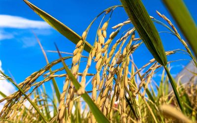 Embrapa no Maranhão lança nova cultivar de arroz