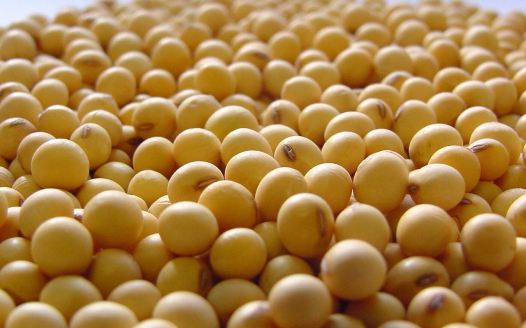 Brasil exportou mais de 200 mi de toneladas de soja em outubro