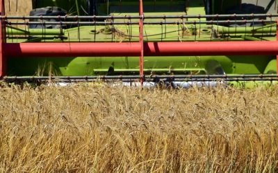 Por que os preços do trigo estão subindo no Brasil?