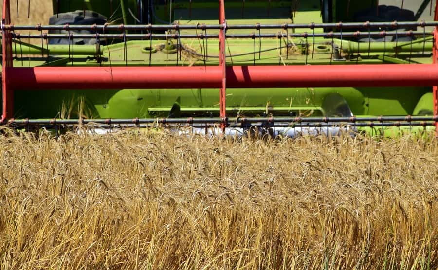 Colheita de trigo no Paraná chega a 94% da área, diz Deral