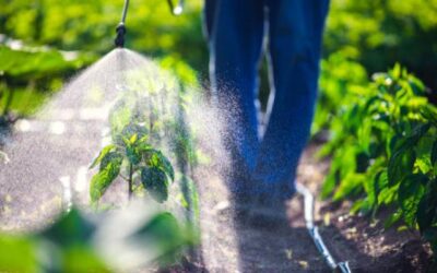 Senado aprova Projeto de Lei que flexibiliza regras para defensivos agrícolas