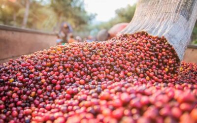 Café: Conab estima produção de 50,92 milhões de sacas