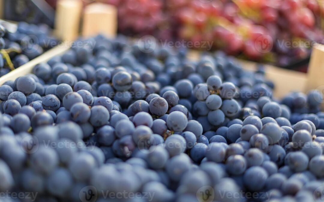 Preço mínimo da uva industrial será de R$ 1,58 por quilo em 2023