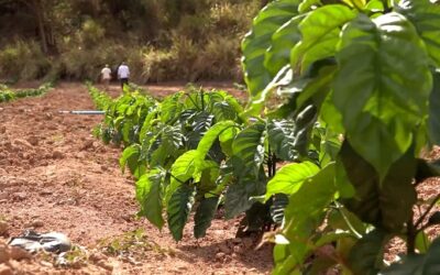 Produção de café Conilon cresce em média 30% ao ano no Vale do Rio Doce