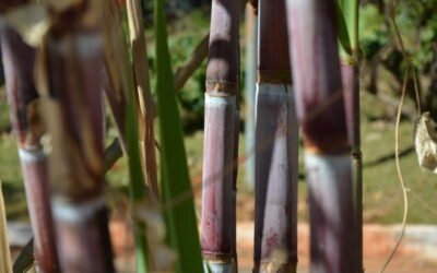 Café e cana-de-açúcar viram fertilizantes e mais renda para o produtor
