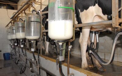 Captação do leite na região nordeste aumenta