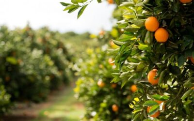 Cepea aponta preços de citros em queda no início de dezembro