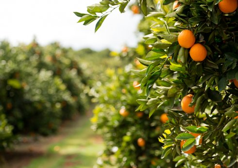 Cepea aponta preços de citros em queda no início de dezembro