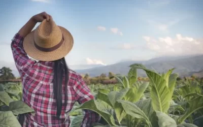 Quase um milhão de mulheres estão a frente de estabelecimentos rurais no Brasil