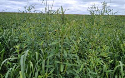 Produtividade da soja cresce até 20% em consórcio de capim com crotalária