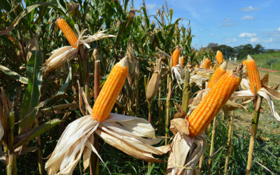 USDA reduz estimativa da safra global de milho