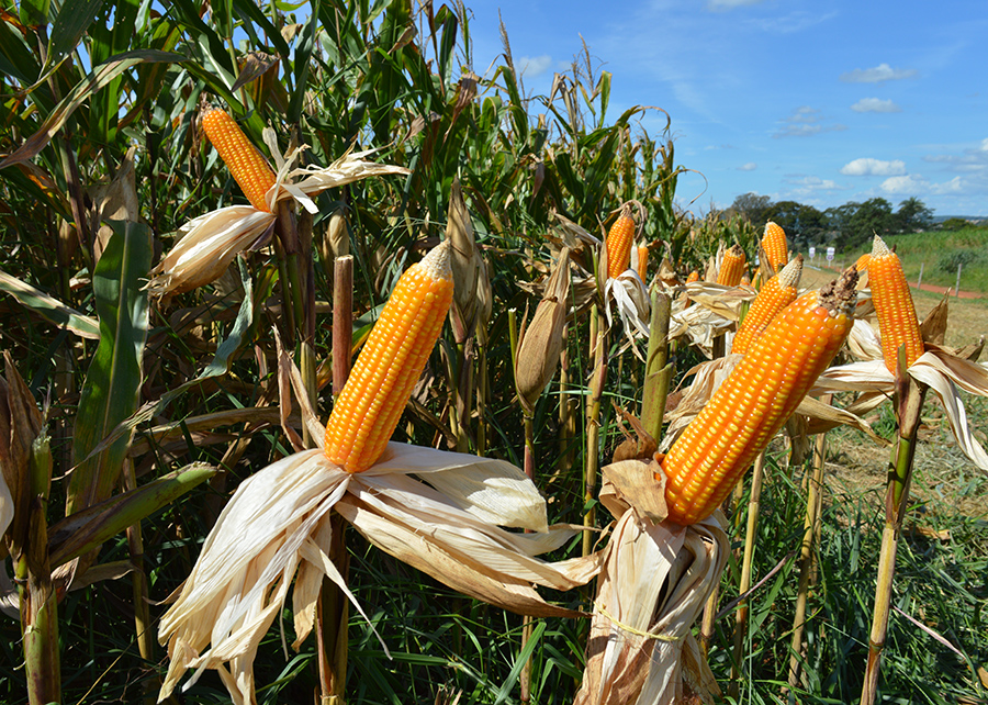 USDA reduz estimativa da safra global de milho