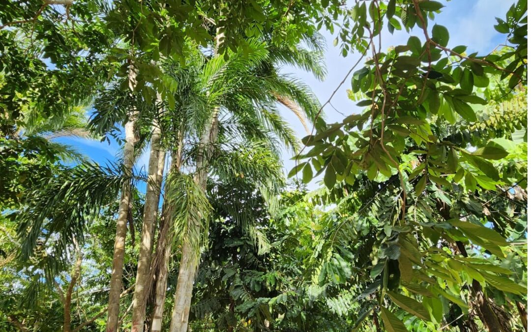 Projeto vai intensificar produção agroflorestal na Terra Indígena Puyanawa