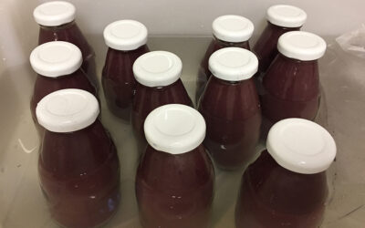 Pesquisadores desenvolvem produtos com os frutos da palmeira juçara