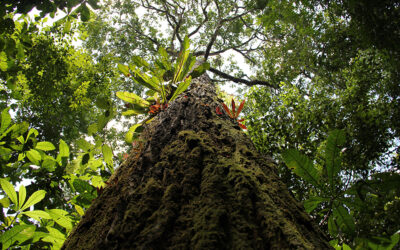 Crise climática diminui a produção de frutos de castanha-do-pará