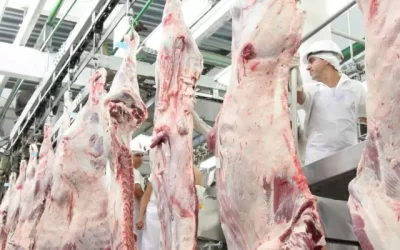 Boi gordo: Pecuária investe e abate cresce em 2022 segundo Cepea