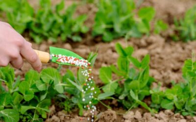 Fertilizantes: Queda nos preços e expectativa para 2023