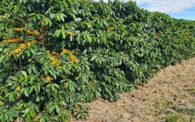 Pesquisa mostra que dióxido de carbono pode reduzir a incidência do bicho mineiro no cafeeiro