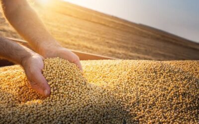 Plantio de soja atinge 91% no Brasil