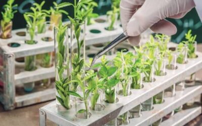 Câmara aprova regulamentação de produção de bioinsumos agrícolas