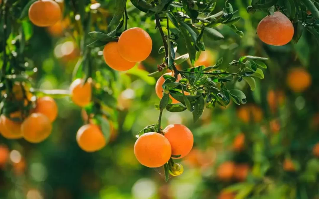 Preço da laranja cai no segmento in natura mas sobe indústria