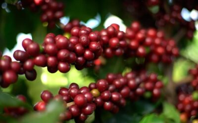 Crise: Procafé teme que cafeicultores abandonem a atividade