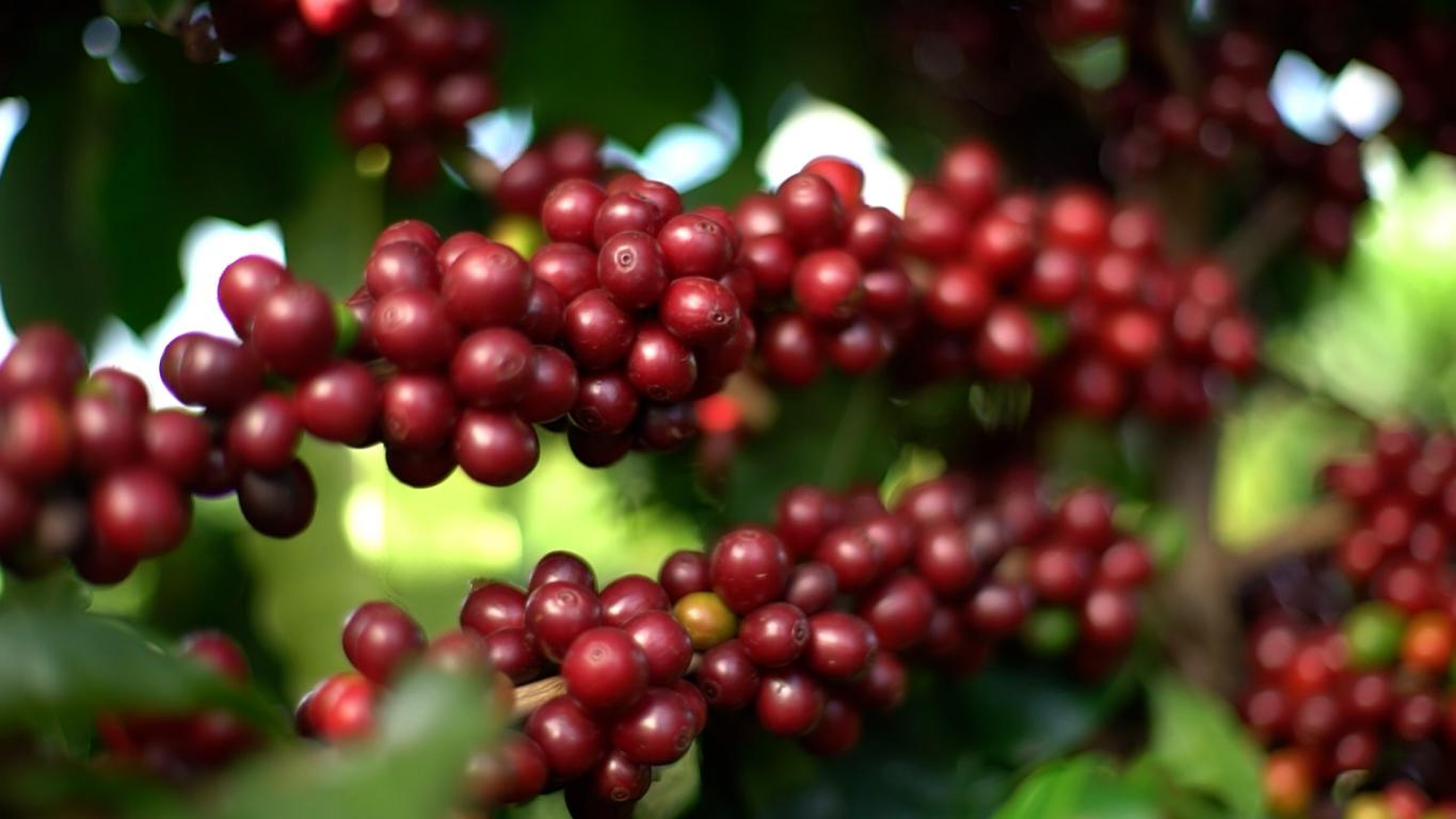 Peabirus: Procafé: Traqueomicose avança em lavouras de café