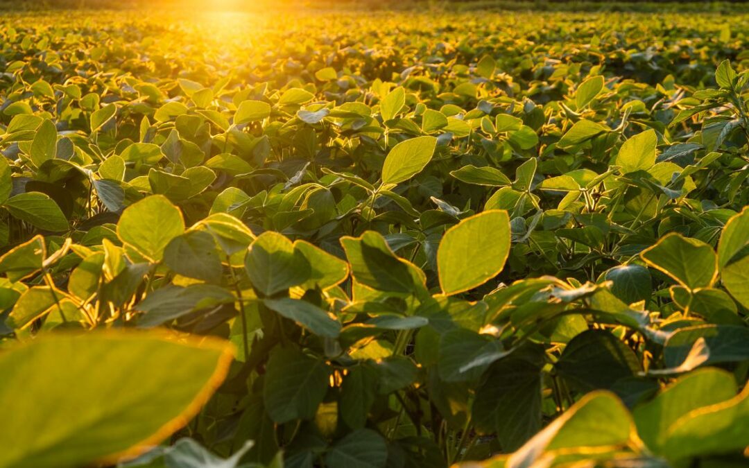 Soja: estimativa de produção é de 13,35 milhões de toneladas