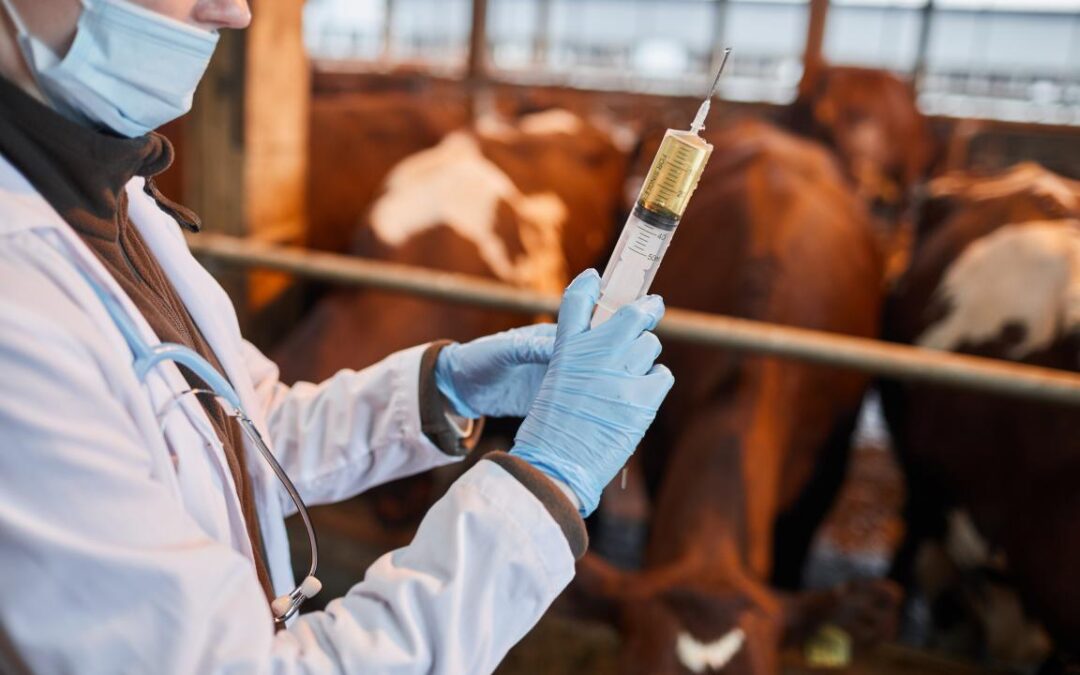 Febre aftosa: regiões do DF recebe ação itinerante para entrega de documentos