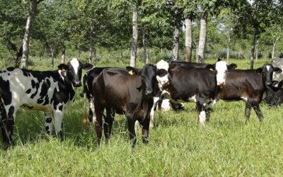 Epamig treina equipe de campo e investe em protocolo para unidades produtoras de gado