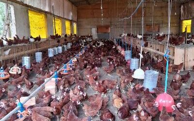 Minas Gerais tem o primeiro certificado de ovos caipira no Norte do estado