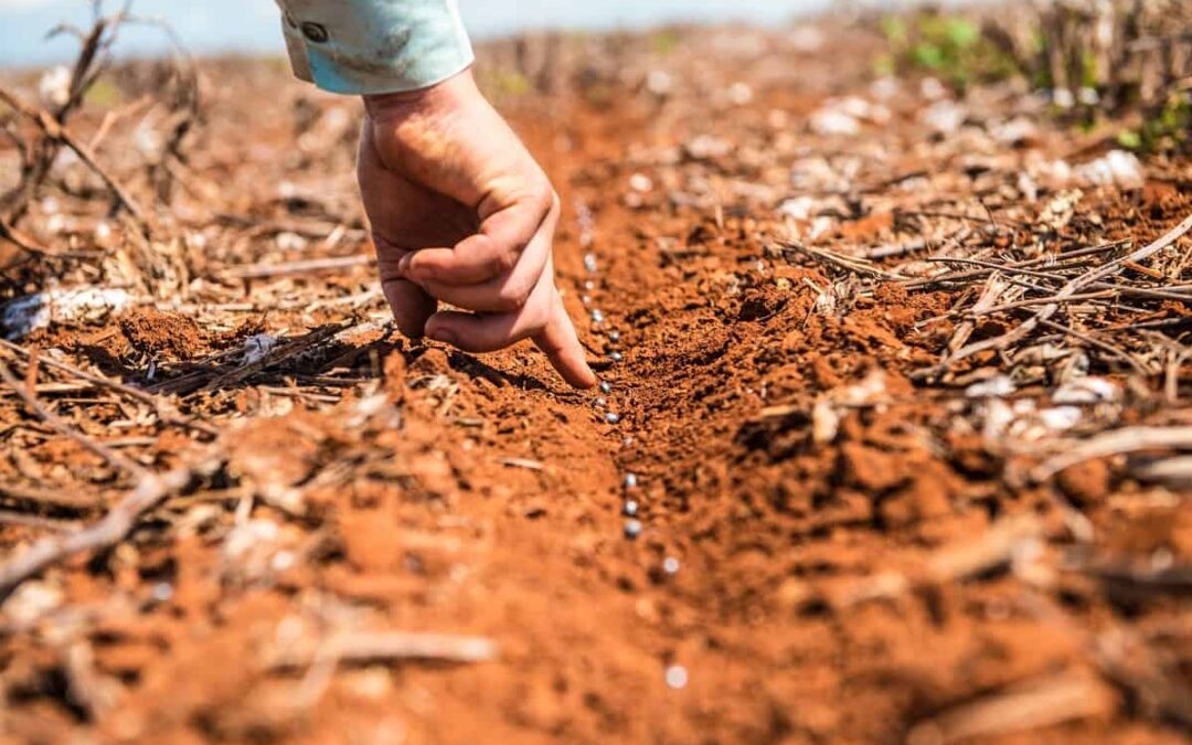 Plantio de soja se aproxima do final no Brasil