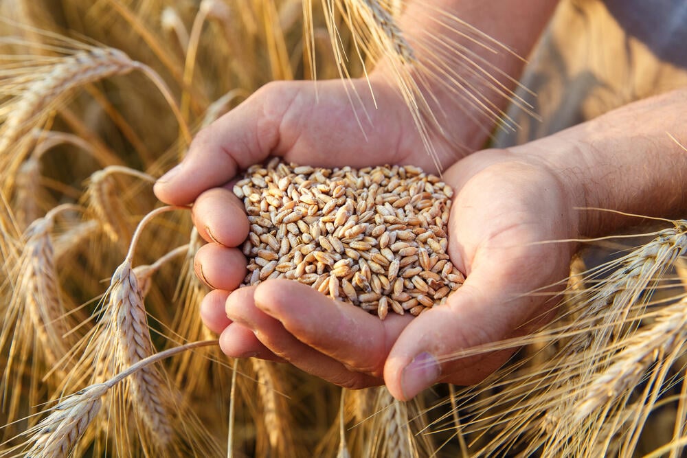 Produção de trigo atinge novo recorde com mais de 9 milhões de toneladas