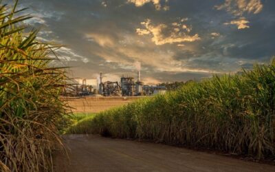 Conab indica boas condições da safra 23